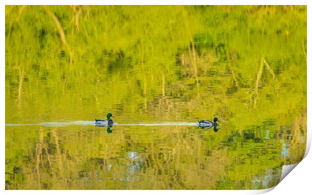 Two ducks floating through reflection of sunlit tr Print by Steve Heap