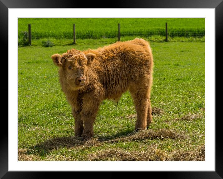 Young male highland calf in meadow facing the came Framed Mounted Print by Steve Heap