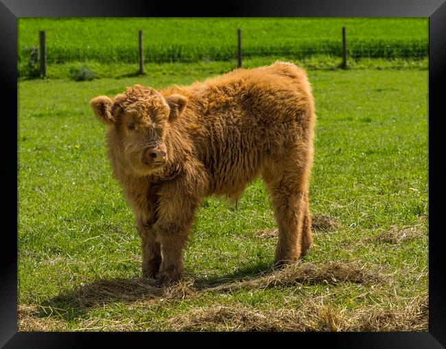 Young male highland calf in meadow facing the came Framed Print by Steve Heap