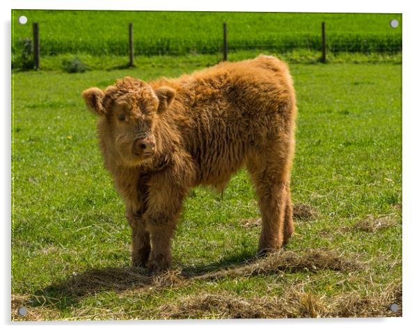 Young male highland calf in meadow facing the came Acrylic by Steve Heap