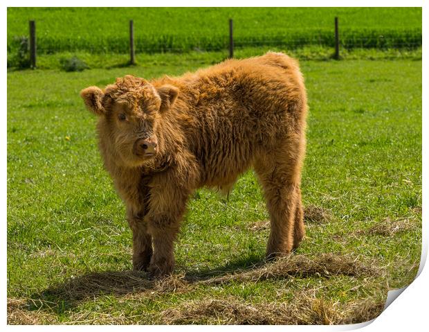 Young male highland calf in meadow facing the came Print by Steve Heap