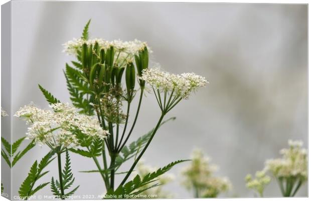 Cow Parsley  Canvas Print by Mary M Rodgers