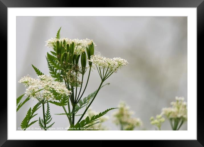 Cow Parsley  Framed Mounted Print by Mary M Rodgers
