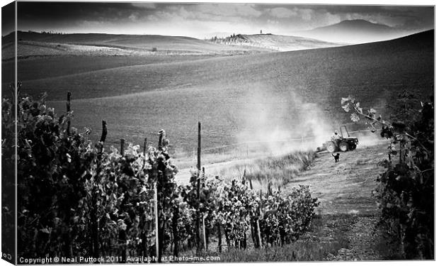 Tuscan Harvest Canvas Print by Neal P