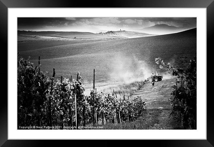 Tuscan Harvest Framed Mounted Print by Neal P