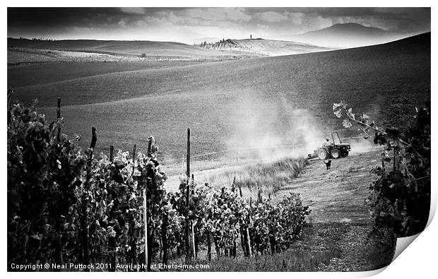 Tuscan Harvest Print by Neal P