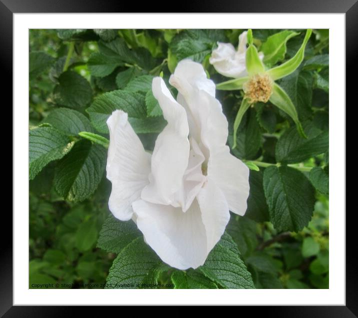 Crumpled white rose Framed Mounted Print by Stephanie Moore