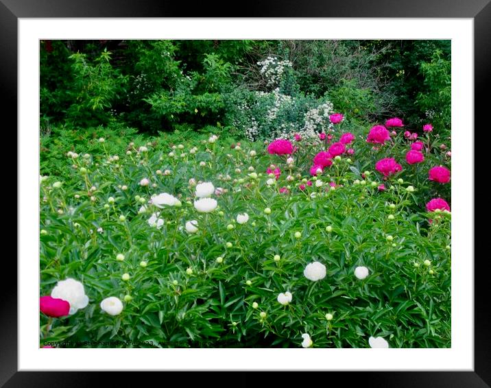 Peony buds Framed Mounted Print by Stephanie Moore