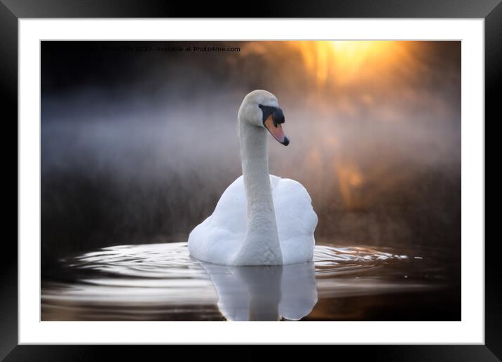 Graceful Swan on a Serene Lake Framed Mounted Print by Alan Tunnicliffe