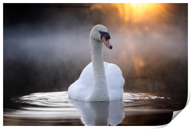 Graceful Swan on a Serene Lake Print by Alan Tunnicliffe