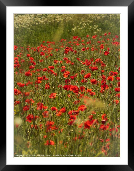 sunlit  poppies and grass Framed Mounted Print by Simon Johnson