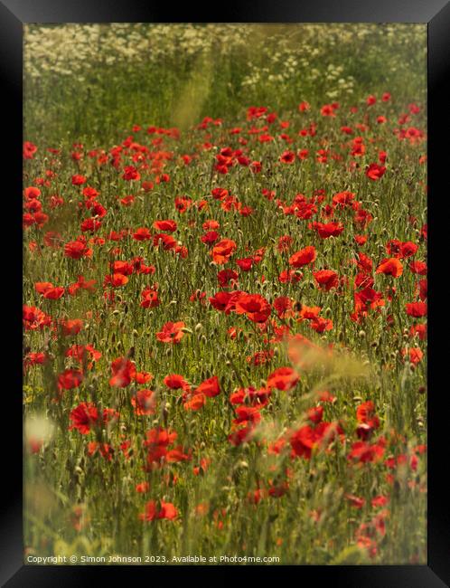 sunlit  poppies and grass Framed Print by Simon Johnson
