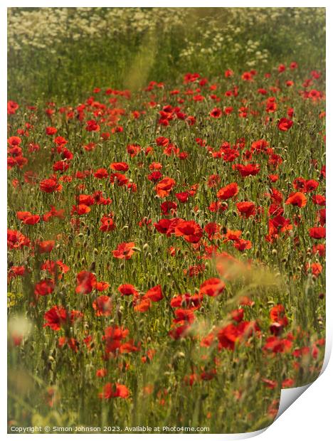 sunlit  poppies and grass Print by Simon Johnson