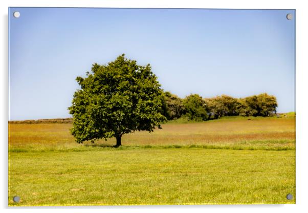 Scenes of Yorkshire - Tree Acrylic by Glen Allen
