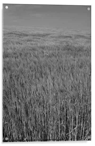 Wheat Field in the Mostviertel of Lower Austria Acrylic by Dietmar Rauscher