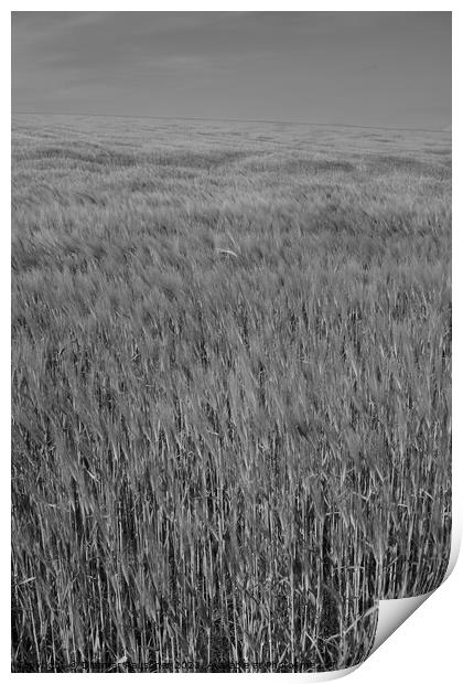 Wheat Field in the Mostviertel of Lower Austria Print by Dietmar Rauscher