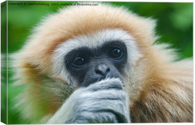 Looking Into The Eyes Of A Lar Gibbon Canvas Print by rawshutterbug 