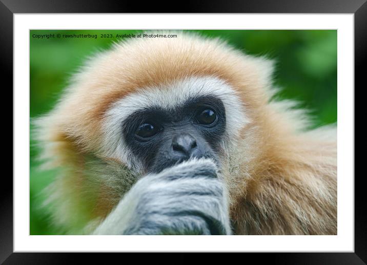 Looking Into The Eyes Of A Lar Gibbon Framed Mounted Print by rawshutterbug 