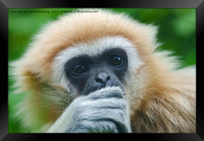 Looking Into The Eyes Of A Lar Gibbon Framed Print by rawshutterbug 