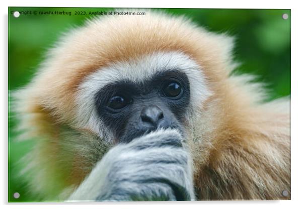 Looking Into The Eyes Of A Lar Gibbon Acrylic by rawshutterbug 