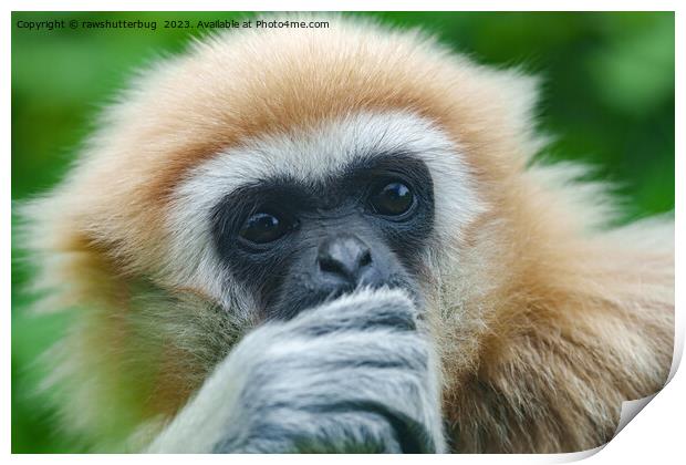 Looking Into The Eyes Of A Lar Gibbon Print by rawshutterbug 
