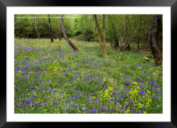 Garston Wood Bluebells Framed Mounted Print by Derek Daniel