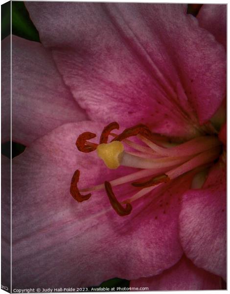 Pink Lily 3 2023 Canvas Print by Judy Hall-Folde