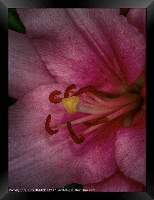Pink Lily 3 2023 Framed Print by Judy Hall-Folde