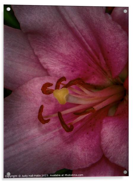 Pink Lily 3 2023 Acrylic by Judy Hall-Folde
