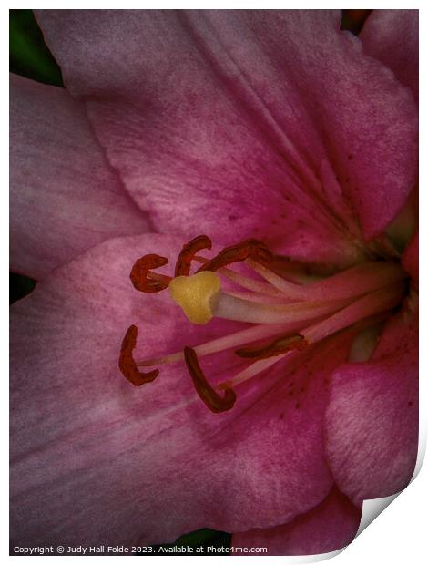 Pink Lily 3 2023 Print by Judy Hall-Folde