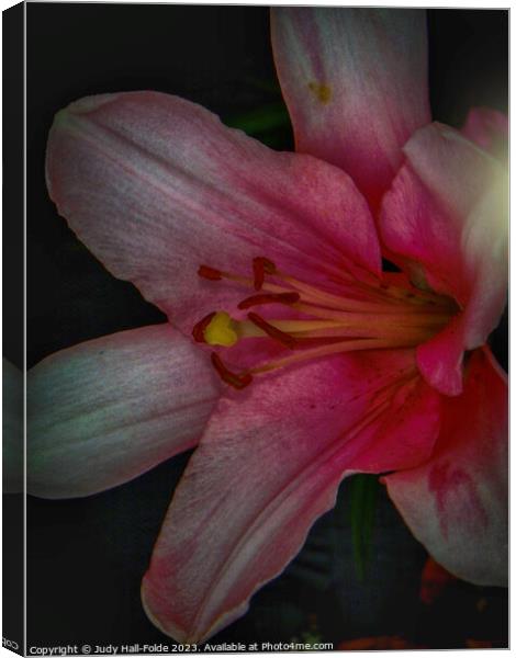 Pink Lily 4 2023 Canvas Print by Judy Hall-Folde