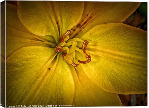 Yellow Lily 1 2023 Canvas Print by Judy Hall-Folde