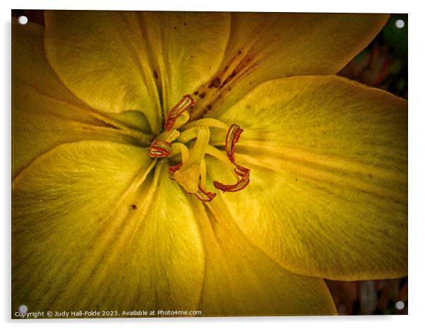 Yellow Lily 1 2023 Acrylic by Judy Hall-Folde