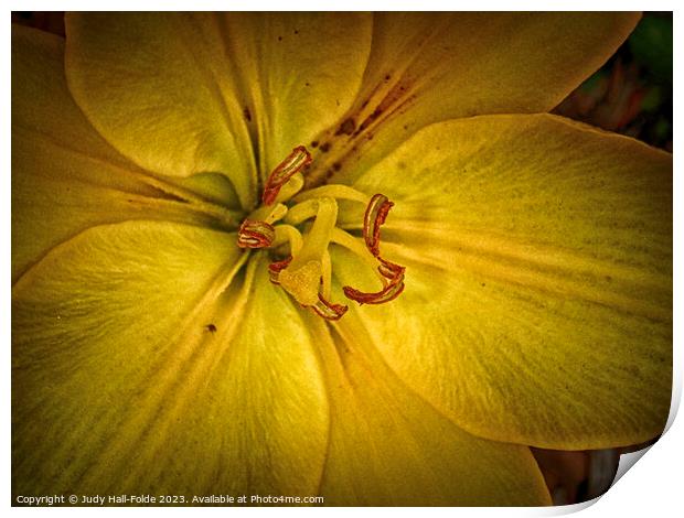 Yellow Lily 1 2023 Print by Judy Hall-Folde