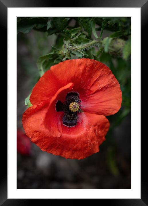 Red Poppy Flower Framed Mounted Print by Artur Bogacki