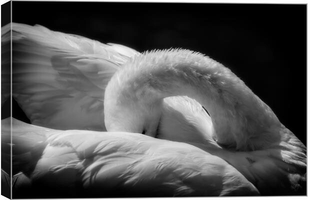 Sleeping Swan in Black and White Canvas Print by Artur Bogacki