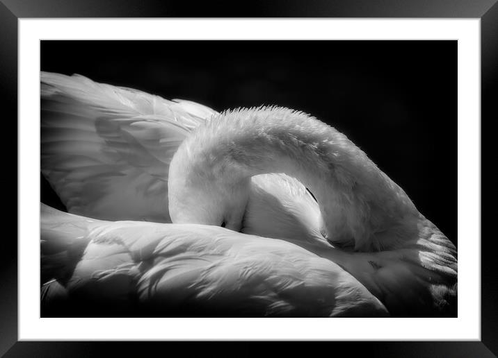 Sleeping Swan in Black and White Framed Mounted Print by Artur Bogacki