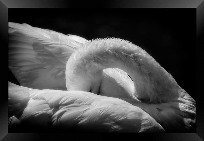 Sleeping Swan in Black and White Framed Print by Artur Bogacki