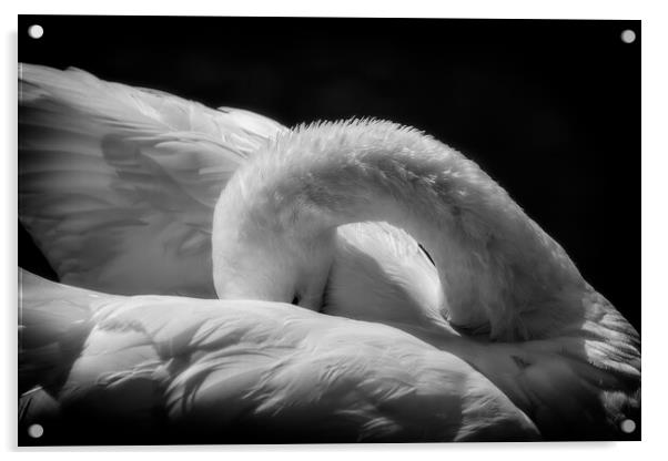 Sleeping Swan in Black and White Acrylic by Artur Bogacki