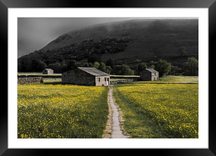 Beauty and the Beast: Muker Buttercup Meadows Framed Mounted Print by Tim Hill
