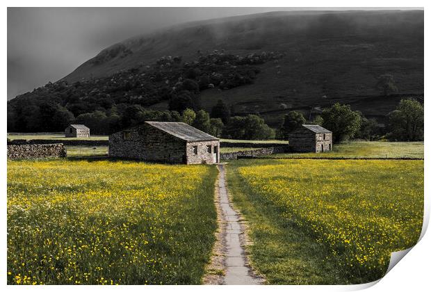 Beauty and the Beast: Muker Buttercup Meadows Print by Tim Hill