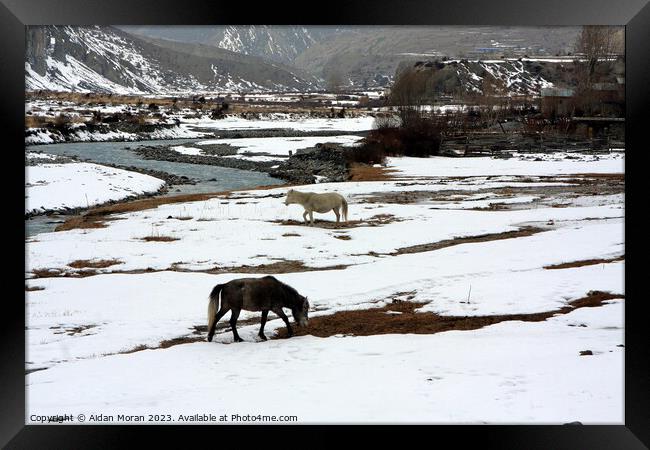 Horses in a Winter Landscape   Framed Print by Aidan Moran