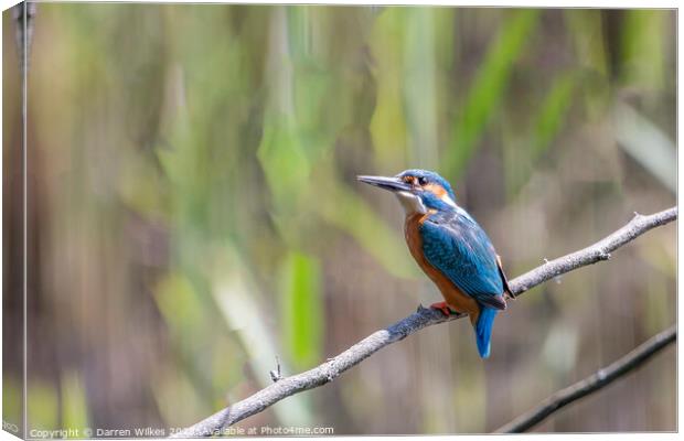 Male Kingfisher (Alcedinidae) Canvas Print by Darren Wilkes