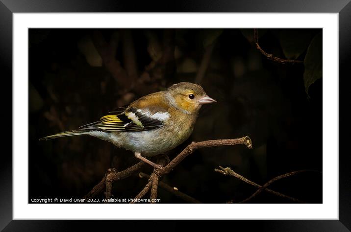 Vibrant Chaffinch in the Wild Framed Mounted Print by David Owen