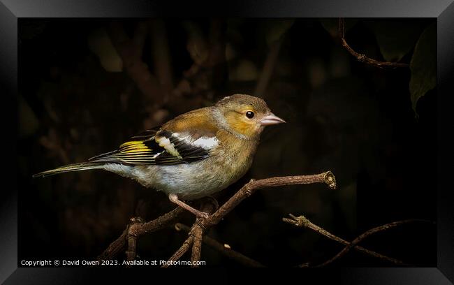 Vibrant Chaffinch in the Wild Framed Print by David Owen