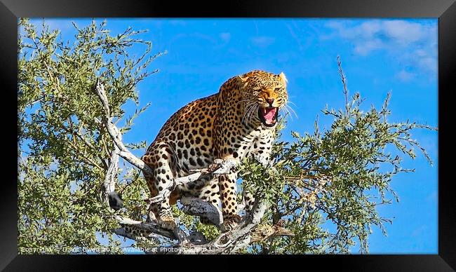 Tree-top Leopard Framed Print by David Owen