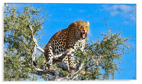 Tree-top Leopard Acrylic by David Owen