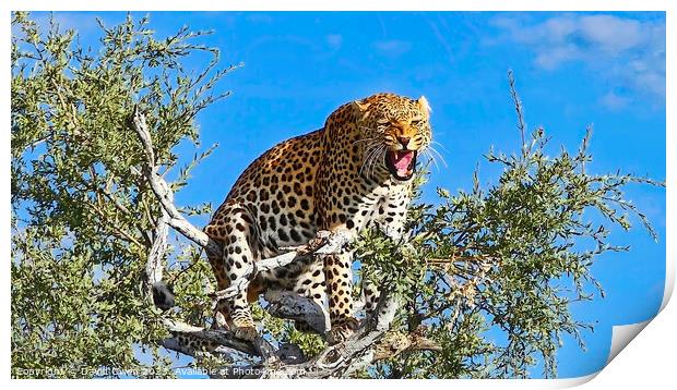 Tree-top Leopard Print by David Owen