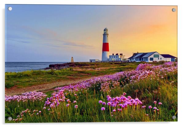 Portland Bill Lighthouse Sea Pinks Acrylic by austin APPLEBY