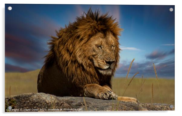 Serengeti's Mighty Hunter Acrylic by David Owen